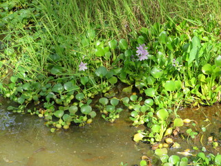 Obraz na płótnie Canvas water lilies