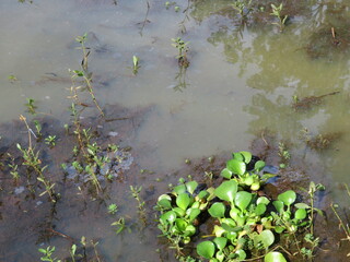 pond in the park