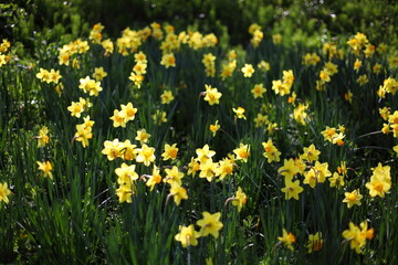 水仙の花園