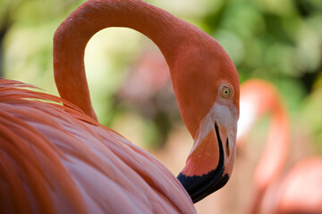 Caribbean Flamingo, Nassau, Bahamas © Paul