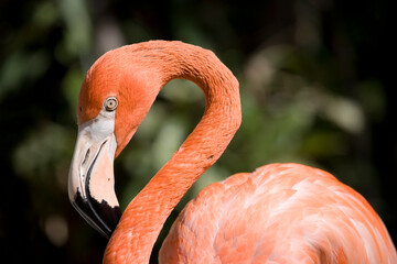 Caribbean Flamingo, Nassau, Bahamas