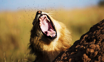 a lion growing with visible teeth and tongue along with mites flying around his nose © Arindam