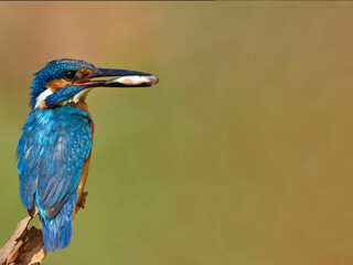 a common blue kingfisher with a fish in her beak after a hunt