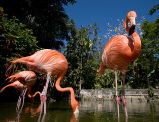 Caribbean Flamingos, Nassau, Bahamas