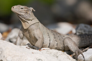 Lesser Caymans Iguana, Cayman Islands