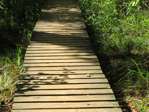 wooden bridge in the forest © Charlotte