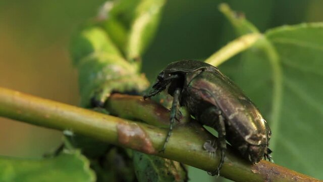 beetle Rose chafer moves slowly while sitting on the plant