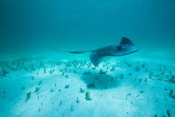 Southern Stingray Underwater, Grand Cayman, Cayman Islands, Caribbean