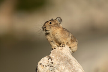 Pika (Ochotona princeps) sitting on rock;  Snowy Range;  Wyoming