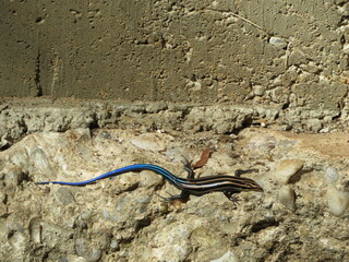 close up of a small lizard