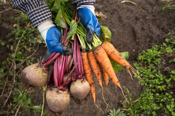 Harvesting organic vegetables. Autumn harvest of fresh raw beetroot and carrot in farmer hands in...
