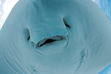 Southern Stingray, Cayman Islands, Caribbean