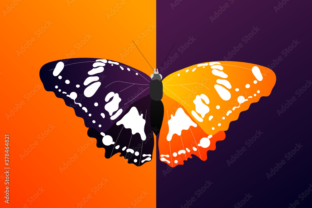 Poster butterfly with open wings top view of symmetry, sketch the graph of vector color drawing butterfly w