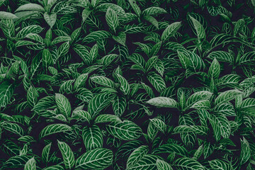 Naklejka na ściany i meble tropical leaves, green leaves texture, nature background