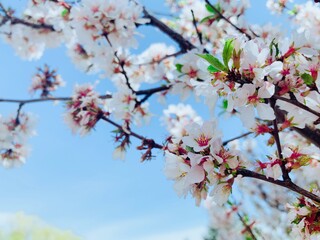 Beautiful cherry blossoms sakura tree bloom in spring in the park