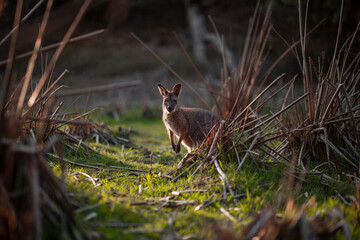 One Kangaroo looking directly at the camera while backlit by a the sun