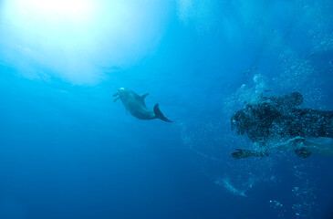 Scuba Diver and Bottlenose Diver at UNEXSO, Grand Bahasma Island, Bahamas