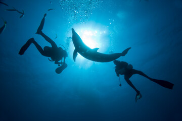 Scuba Divers and Bottlenose Diver at UNEXSO, Grand Bahasma Island, Bahamas