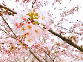 Beautiful cherry blossoms sakura tree bloom in spring in the park