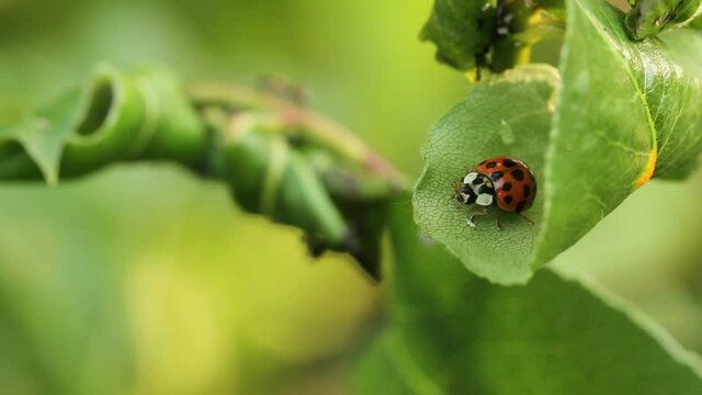 ladybug crawling on a pear tree branch