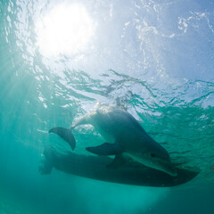 Naklejka premium Bottlenose Dolphin, Grand Bahama Island, Bahamas