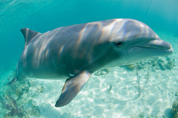 Fototapeta premium Bottlenose Dolphin, Grand Bahama Island, Bahamas