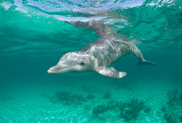 Bottlenose Dolphin, Grand Bahama Island, Bahamas