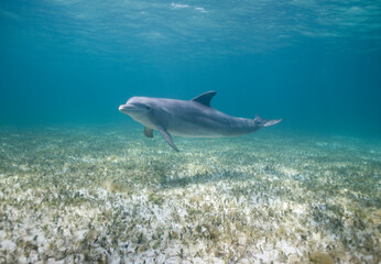 Obraz na płótnie Canvas Bottlenose Dolphin, Grand Bahama Island, Bahamas