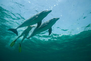 Tourist Swimming with Bottlenose Dolphins, Grand Bahama Island, Bahamas - obrazy, fototapety, plakaty