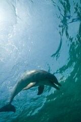 Obraz premium Bottlenose Dolphin, Grand Bahama Island, Bahamas