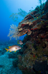 Naklejka na ściany i meble Tropical Fish on Coral Reef, Grand Cayman Island