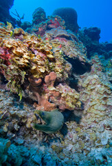 Green Moray Eel on Coral Reef, Grand Cayman Island