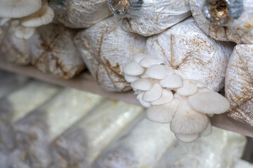 Plantation of Pleurotus ostreatus, the pearl oyster mushroom or tree oyster mushroom which is a common edible mushroom