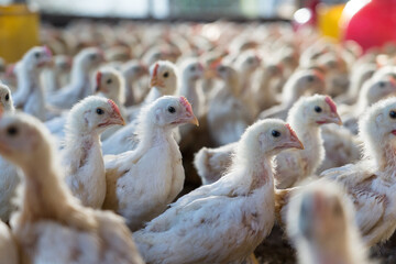 Group of healthy broiler chicken in poultry