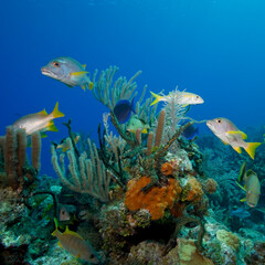 Schoolmaster Fish Swimming by Coral Reef, Little Cayman Island