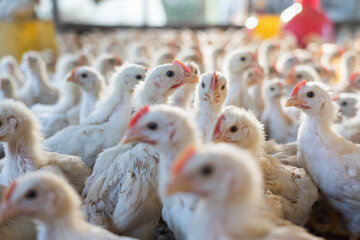 Group of healthy broiler chicken in poultry