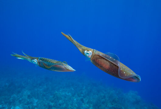 Caribbean Reef Squid, Cayman Islands