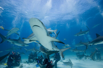 Fototapeta premium Scuba Divers and Caribbean Reef Sharks, New Providence Island, Bahamas