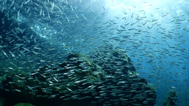 silversides hiding behind secret rocks  under sun shine and beams underwater silverside fish school wavy sea protection ocean scenery
