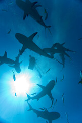 Fototapeta premium Scuba Diver and Caribbean Reef Sharks, New Providence Island, Bahamas