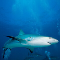 Fototapeta premium Caribbean Reef Sharks, New Providence Island, Bahamas