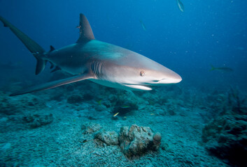 Obraz na płótnie Canvas Caribbean Reef Shark, New Providence Island, Bahamas