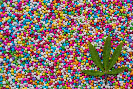 Macro close up portrait of marijuana canabbis plant leaf, on colorful candy background, selective focus