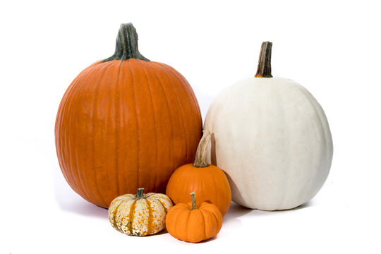 a large orange pumpkin and a large white pumpkin and several small pumpkins isolated on white