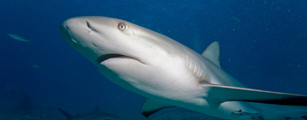 Caribbean Reef Shark, New Providence Island, Bahamas