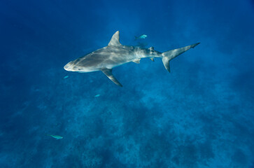 Fototapeta premium Caribbean Reef Shark, New Providence Island, Bahamas