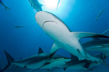Fototapeta premium Caribbean Reef Shark, Grand Bahama Island, Bahamas