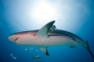 Obraz premium Caribbean Reef Shark, Grand Bahama Island, Bahamas