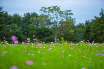 Pink and white cosmos flower fields blooming at the garden