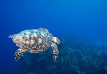 Obraz premium Hawksbill Turtle, Little Cayman Island, Cayman Islands, Caribbean